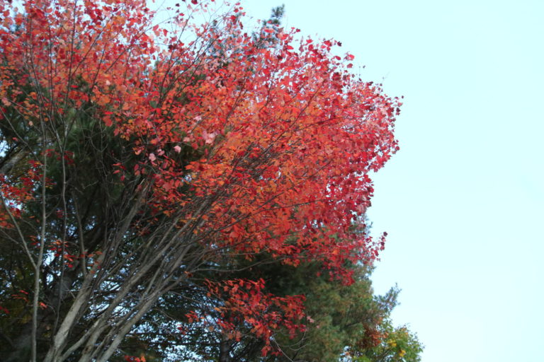 red fall trees