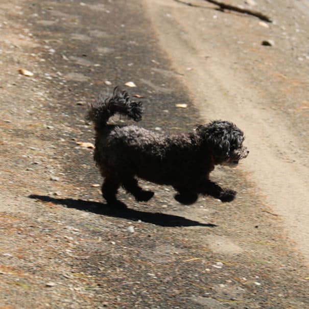 black hypoallergenic dog running on beach at log cottage near Ottawa