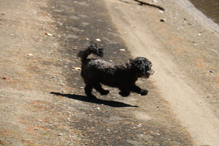 black hypoallergenic dog running on beach at log cottage near Ottawa