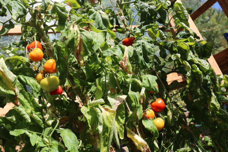 tomatos on the vine cottage rental near ottawa