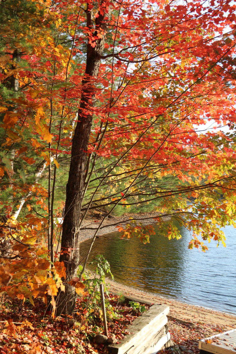 autumn trees with beach and lake at Quebec cottage rental