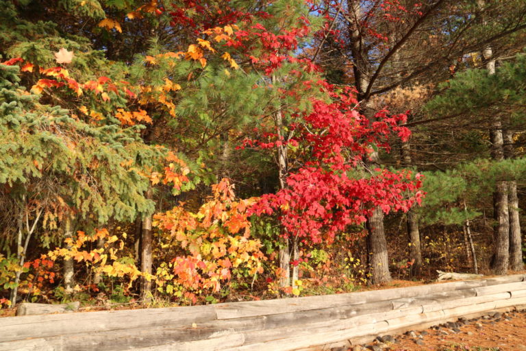 autumn trees with beach and lake