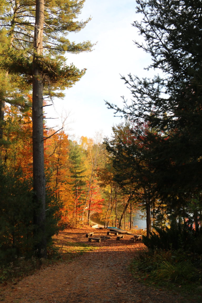 fall trees