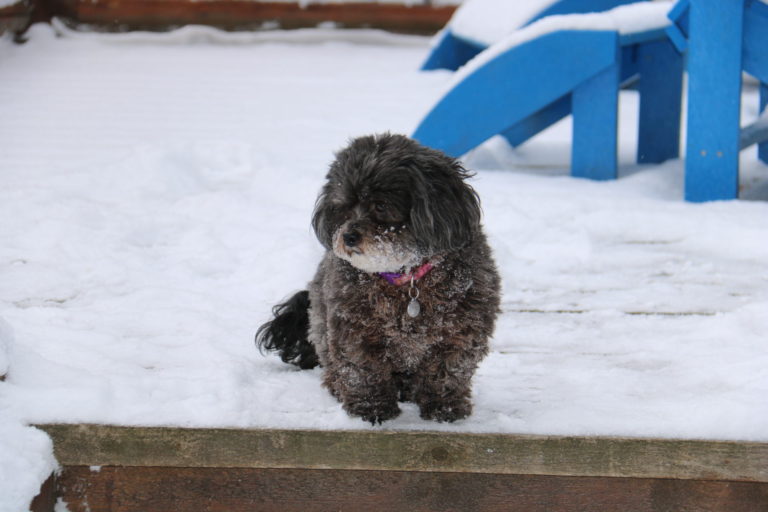 black dog covered in snow at cottage