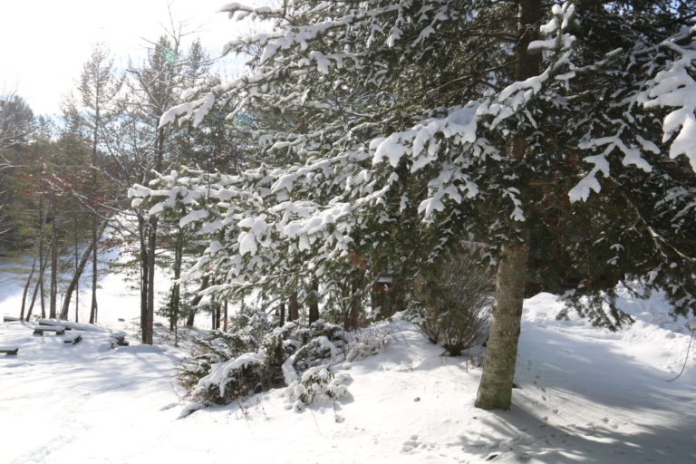 pine trees covered in snow at Quebec cottage rental