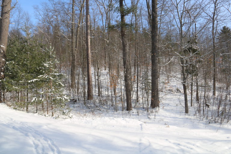 trees in winter