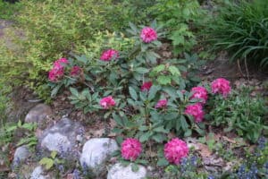 pink flower bush at quebec cottage rental